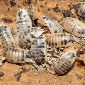 Porcellio laevis “Dairy Cow”