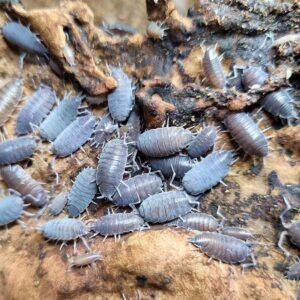 Cubansk bænkebider "Grå" (Porcellionides pruinosus "Wild Type")
