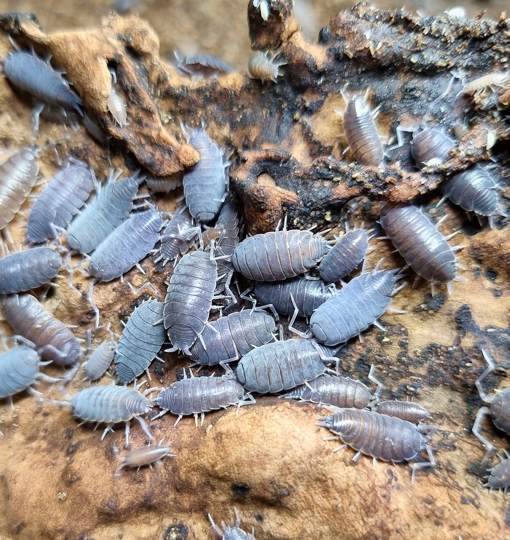 Cubansk bænkebider "Grå" (Porcellionides pruinosus "Wild Type")
