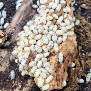 Armadillidium vulgare "Magic Potion"