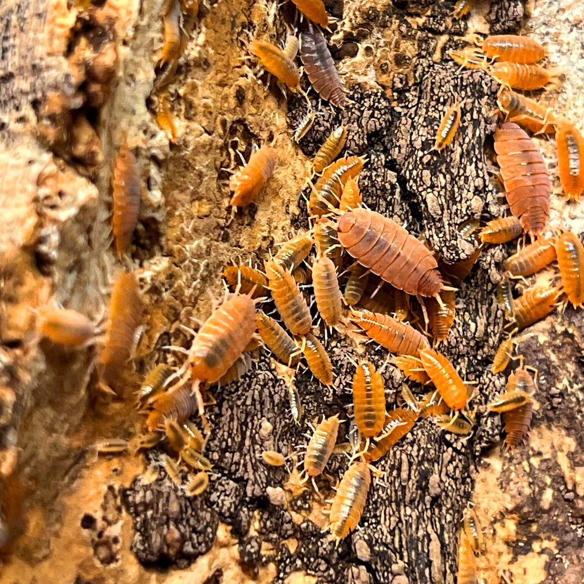 Cubansk bænkebider "Orange" (Porcellionides pruinosus "Orange")