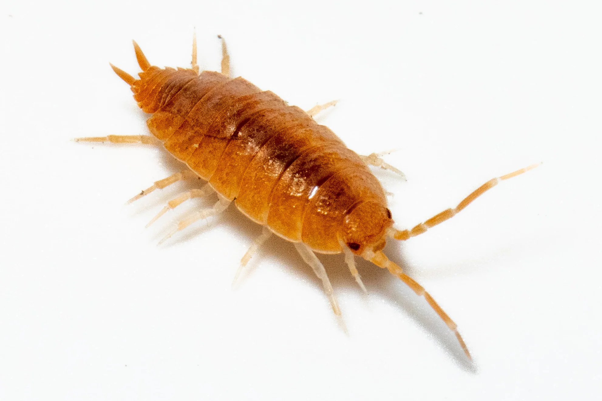 Cubansk bænkebider "Orange" (Porcellionides pruinosus "Orange") - Billede 2